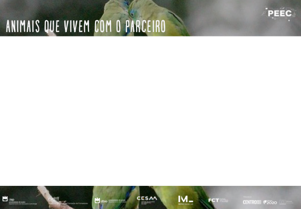 imagem das bases da atividade