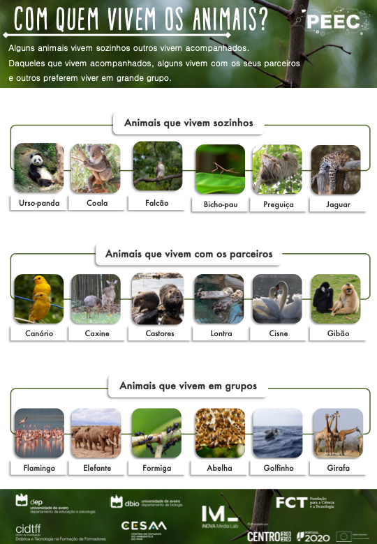 imagem do cartaz da atividade