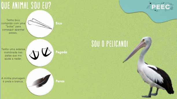 imagem das bases da atividade