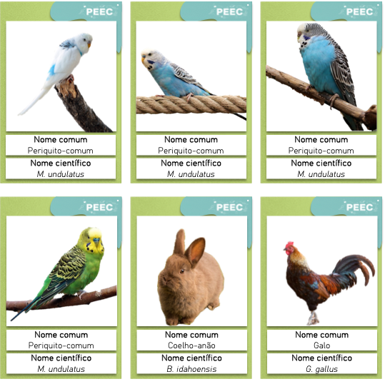 imagem das bases da atividade