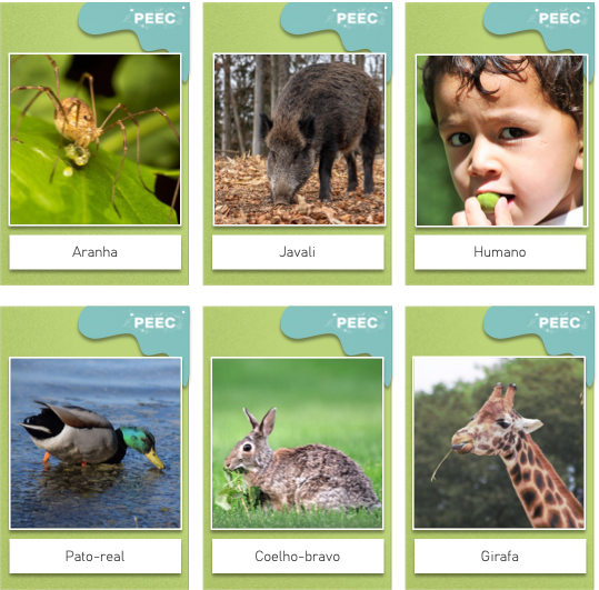 imagem das cartas e caixas da atividade