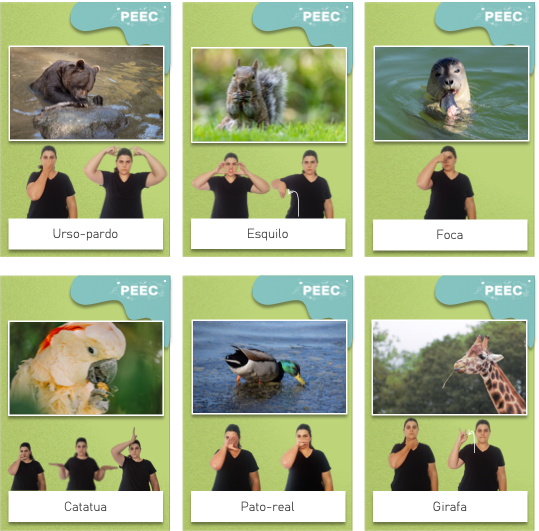 imagem das cartas e caixas da atividade