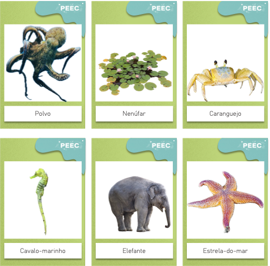 imagem das cartas e caixas da atividade