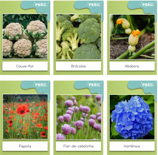 imagem das cartas e caixas da atividade