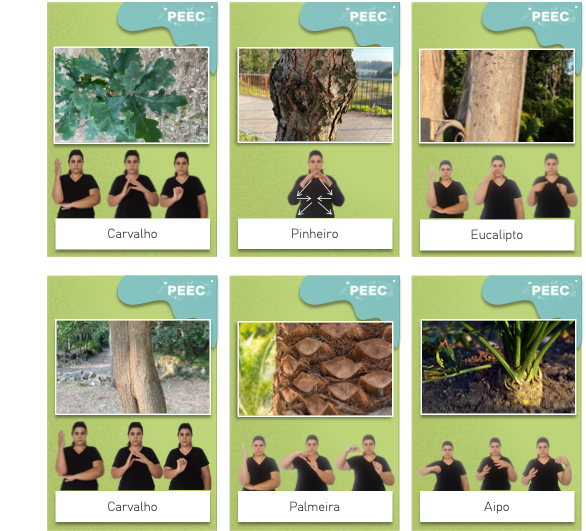 imagem das cartas e caixas da atividade