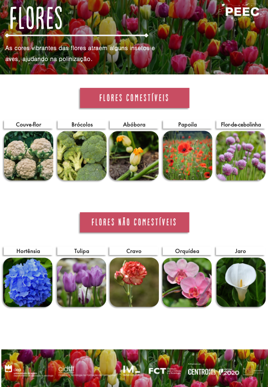 imagem do cartaz da atividade