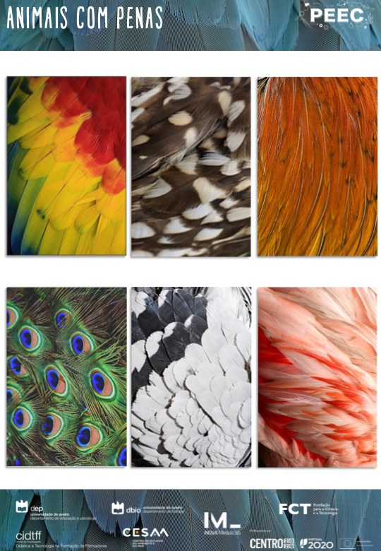 imagem das bases da atividade