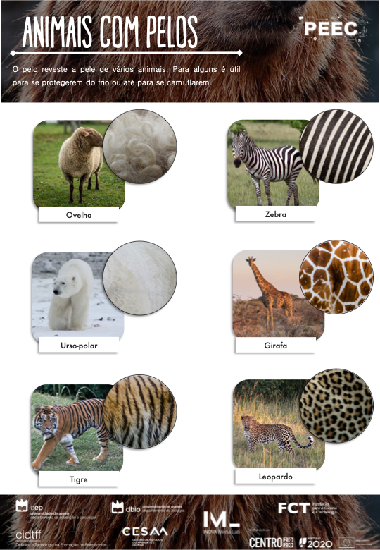 imagem do cartaz da atividade