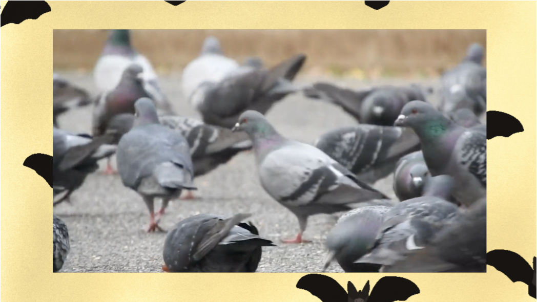 imagem das bases da atividade