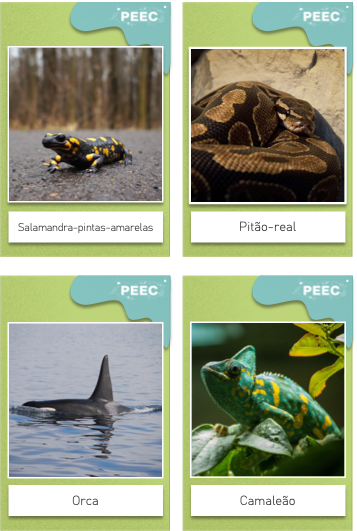 imagem das cartas e caixas da atividade