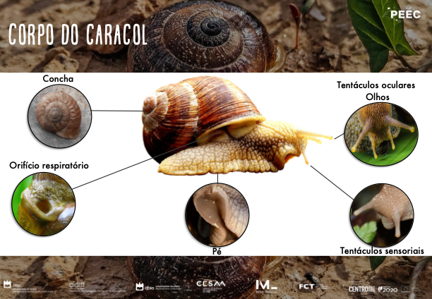 imagem das cartas e caixas da atividade