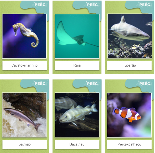 imagem das bases da atividade