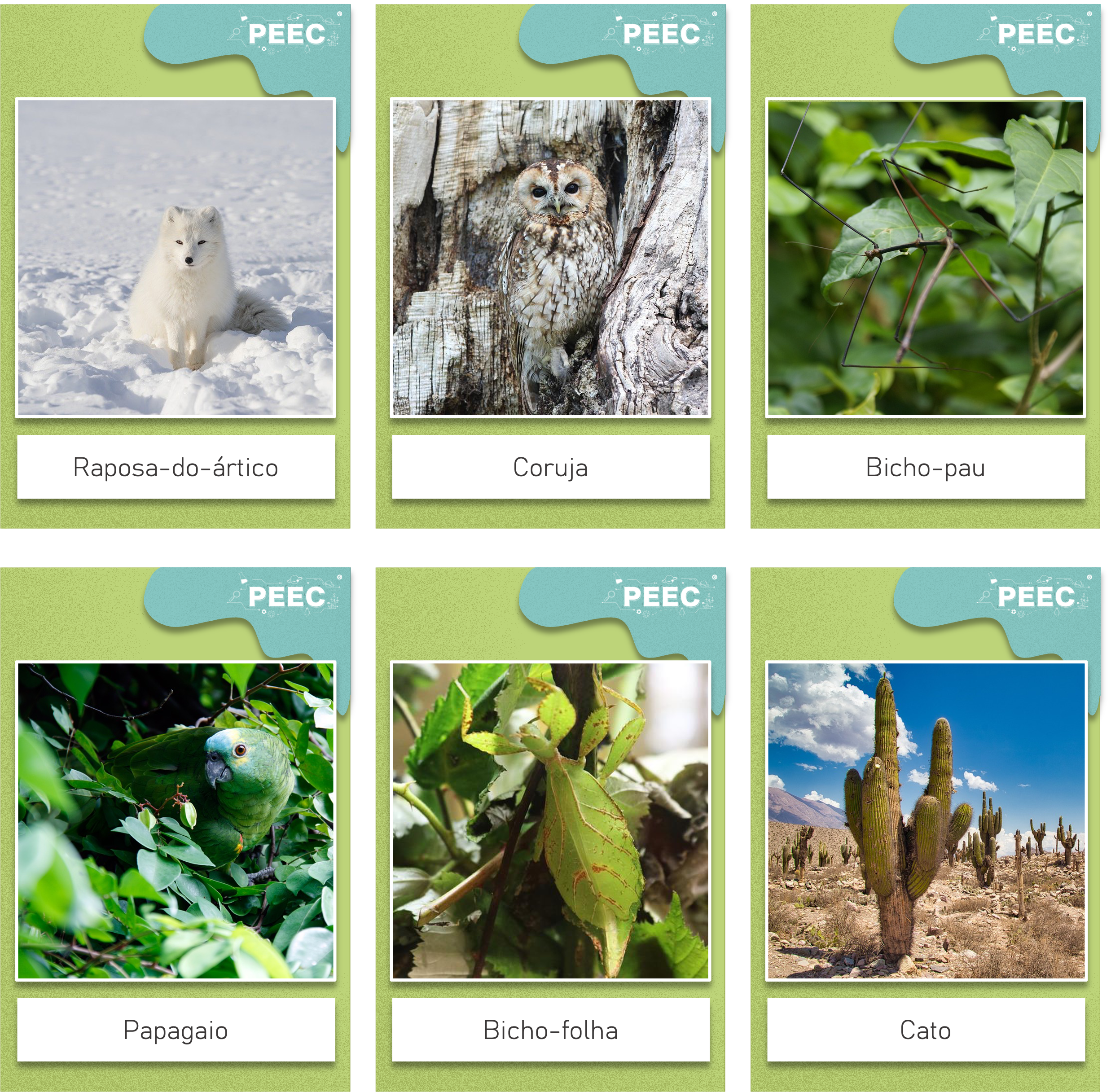 imagem das bases da atividade