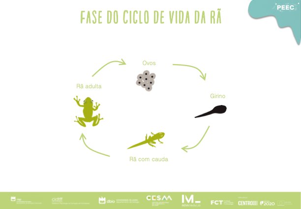 imagem das bases da atividade