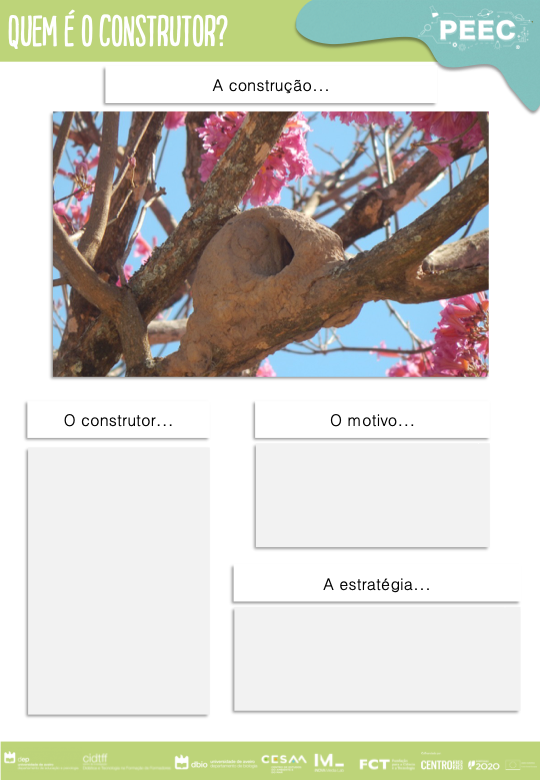 imagem das bases da atividade