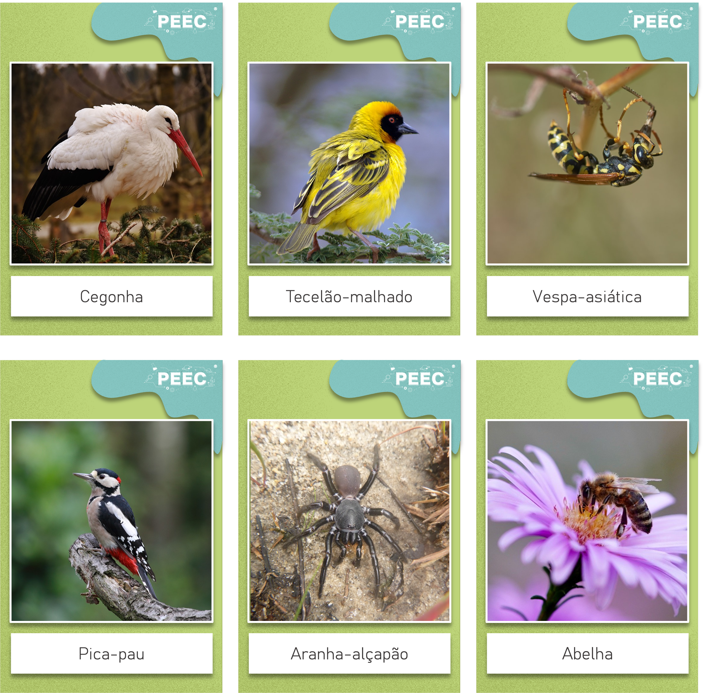 imagem das bases da atividade