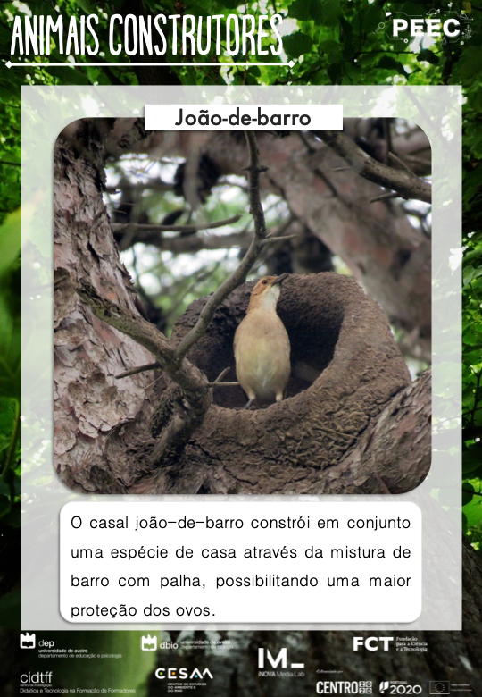 imagem das bases da atividade