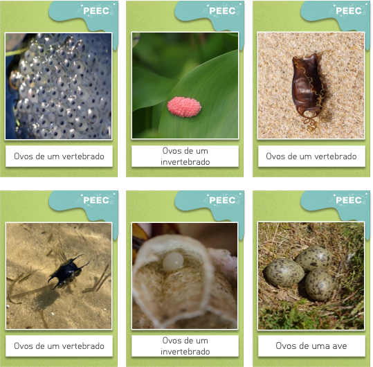 imagem das cartas e caixas da atividade