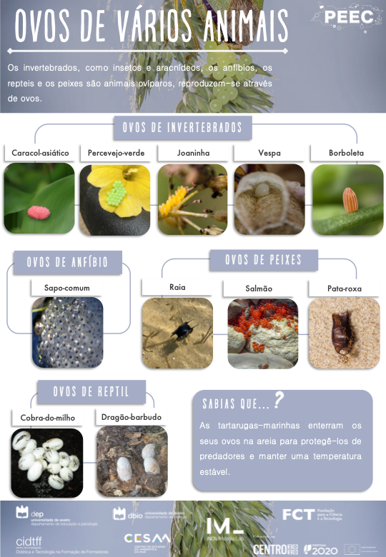 imagem do cartaz da atividade