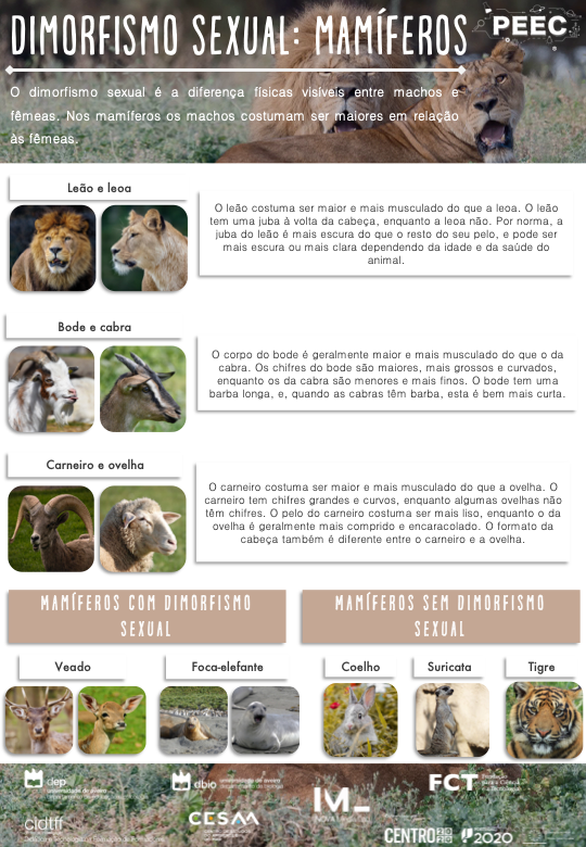 imagem das bases da atividade