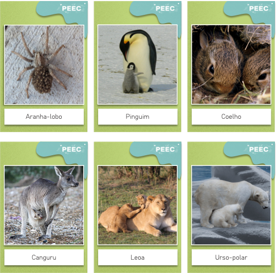 imagem das bases da atividade