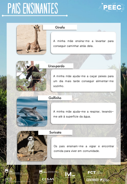 imagem das bases da atividade