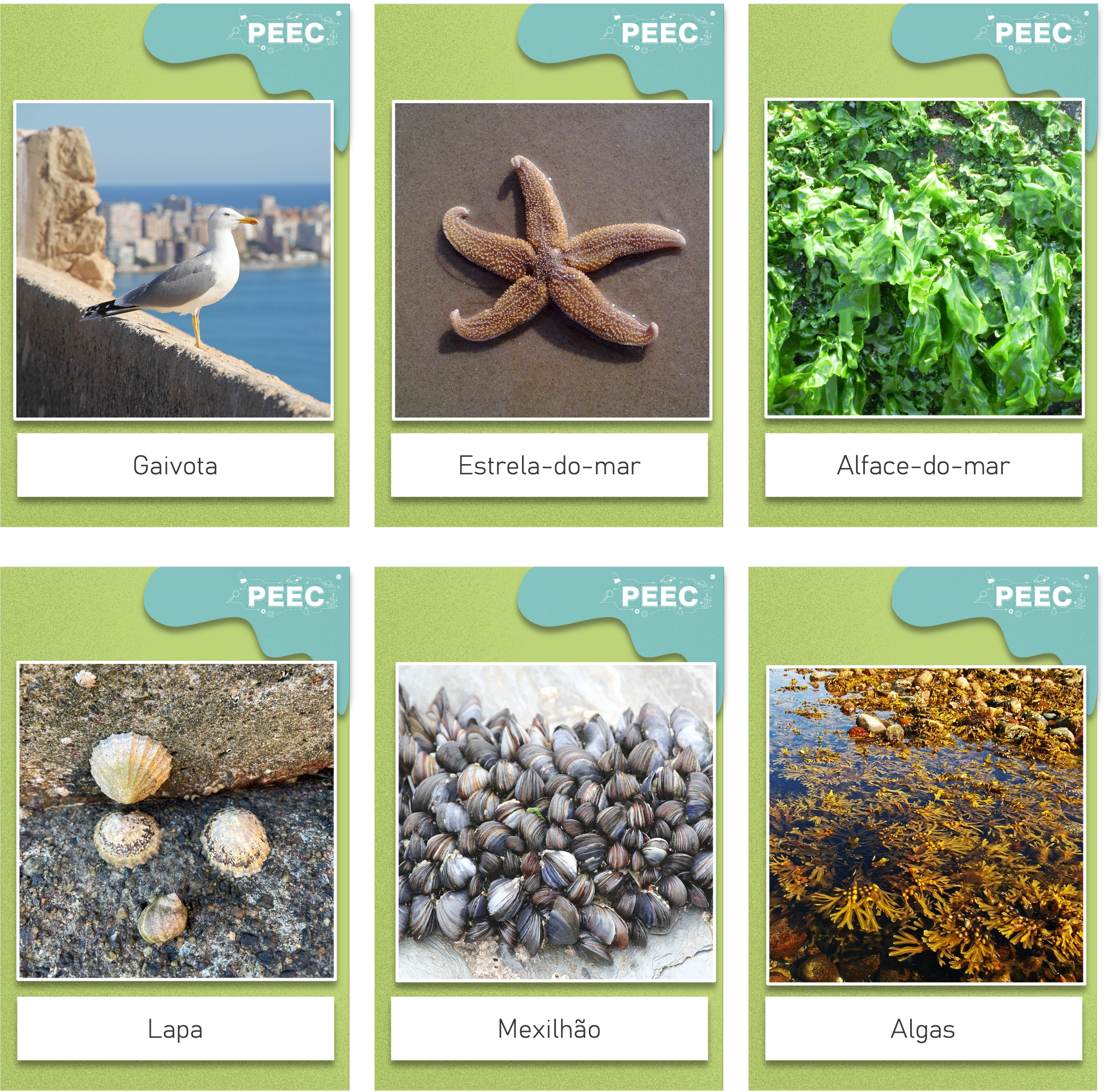 imagem das cartas e caixas da atividade