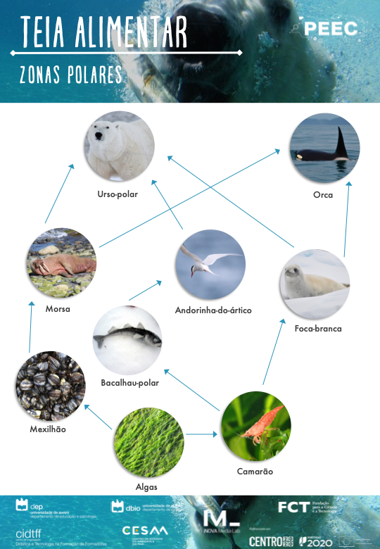 imagem das cartas e caixas da atividade