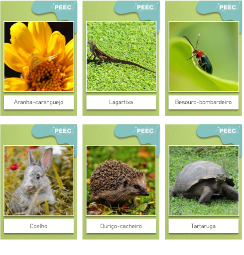 imagem das cartas e caixas da atividade