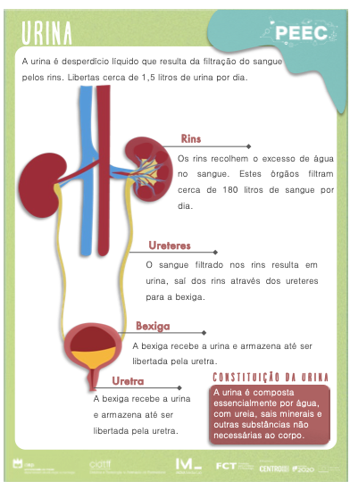 imagem das cartas e caixas da atividade